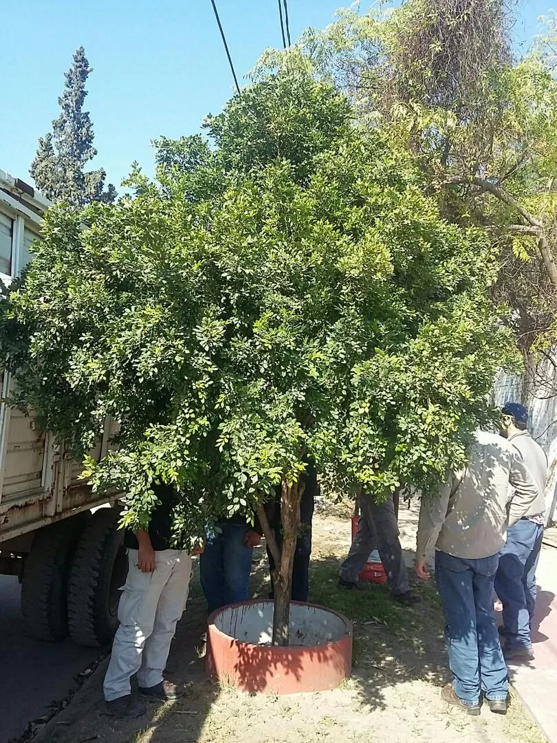 PERSONAL DEL SENASA. La planta infectada de Murraya paniculata fue erradicada de la vía pública y destruida. foto gentileza Afinoa