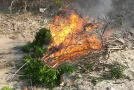 HLB: se conformó un comité de crisis regional ante la detección de una planta enferma