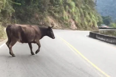 Se llegó a registrar más de un accidente diario por los animales sueltos