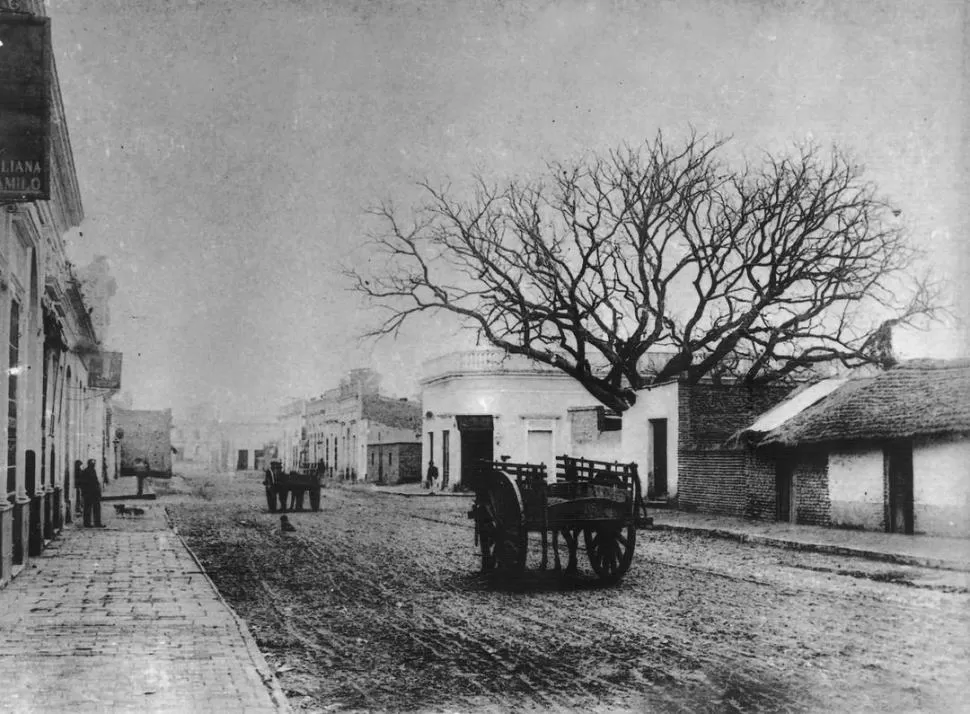 EL PACARÁ EN INVIERNO. La esquina de Las Heras (hoy San Martín) y Catamarca con el famoso ejemplar, en una foto de 1897 