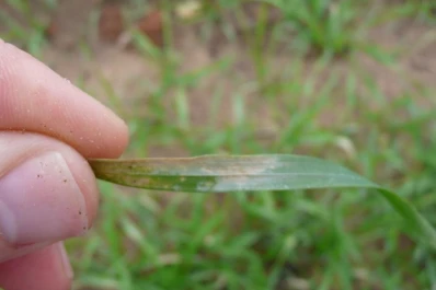 Los trigos sembrados tempranos y de ciclo corto son los más afectados por las heladas registradas