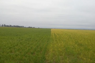 “Luego de las fuertes heladas, los trigos inician su recuperación”