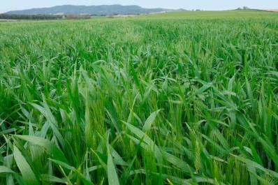 Buscan rentabilidad, limitar las malezas y tener una cobertura