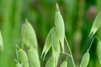 Realiza avena en el invierno como “cultivo de cobertura”