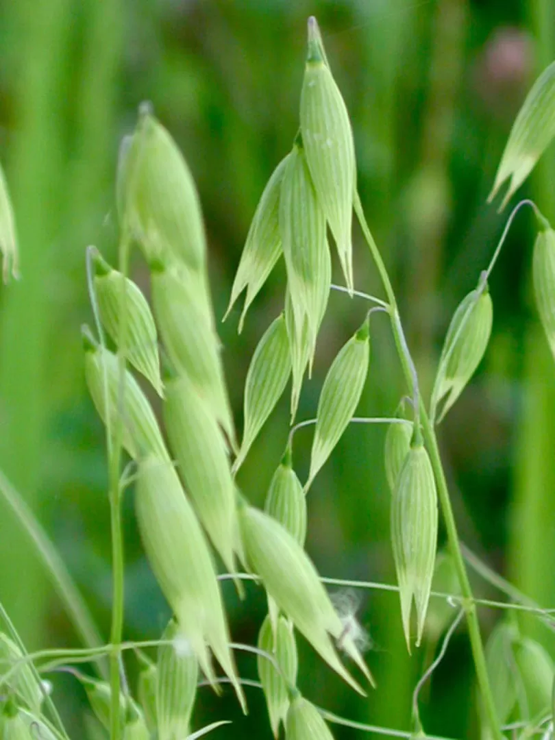 VENTAJAS. En la avena sembrada el productor recupera la semilla.  