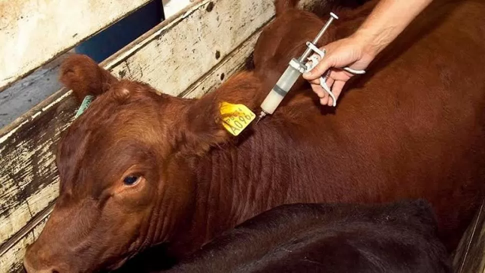 VACUNA. Los rodeos bovinos en Argentina son vacunados dos veces al año.  