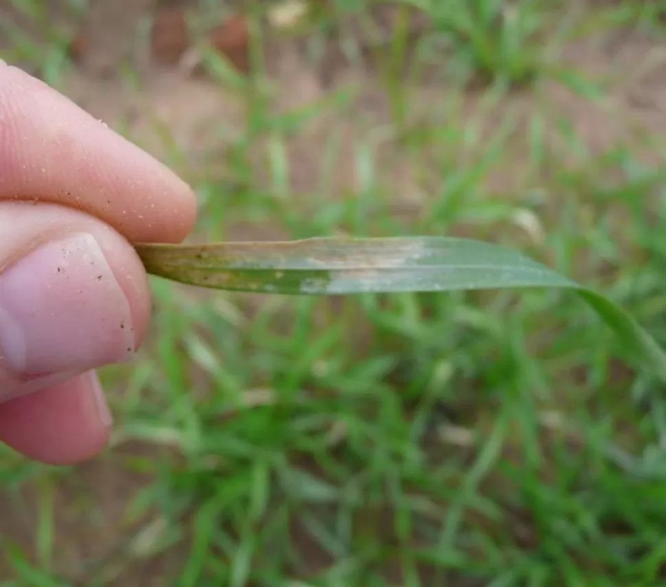 QUEMAZÓN. La imagen muestra el impacto de las bajas temperaturas en la hoja de una planta de trigo.  