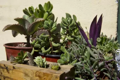 Mañana habrá un Eco Canje: entregás residuos sólidos y te llevás una planta