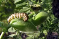 Atentos a la aparición de la “oruga bolillera” en el garbanzo