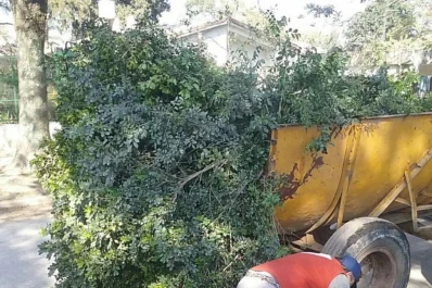 HLB: en Yerba Buena detectan y destruyen 15 plantas de Murraya paniculata