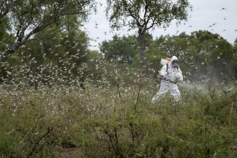 POR TIERRA. Los aplicadores están trabajando intensamente en los campos. 