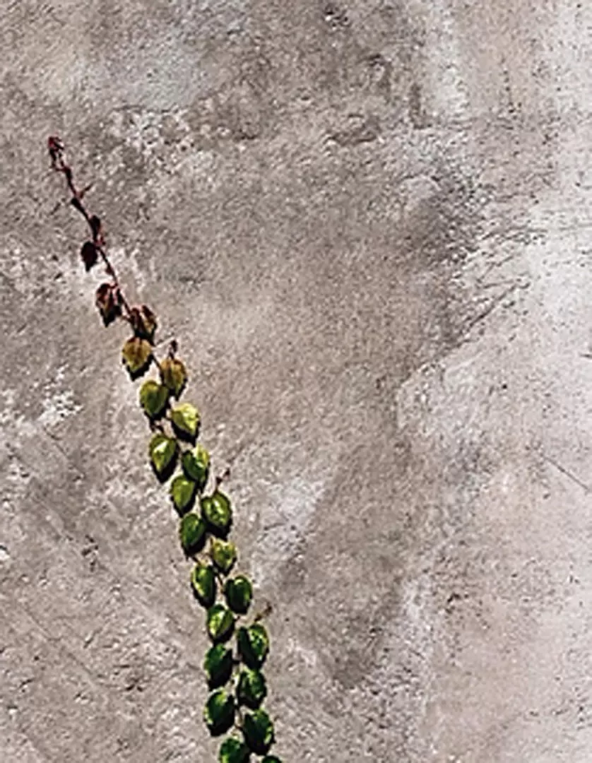 AMPLITUD. La pluralidad de registros enriquece la compilación. 