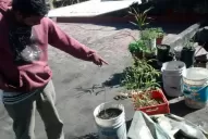 Incautan plantas de marihuana en la capital