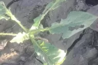 Ensayan “enmiendas” orgánicas