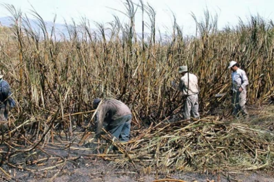 Media sanción de la Ley de Monotributo Especial para Pequeños Cañeros