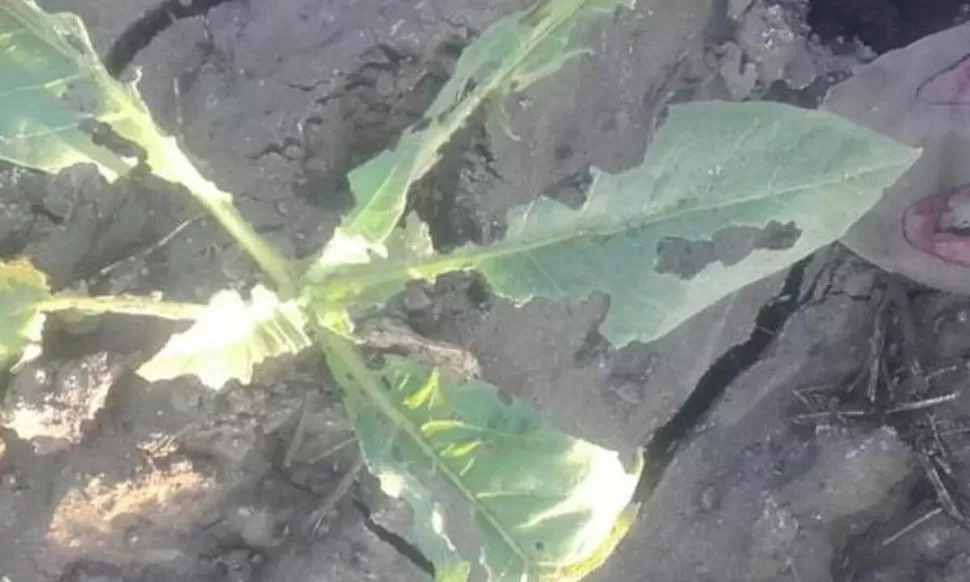 DAÑOS. Imagen de una planta de tabaco comida por las langostas. 