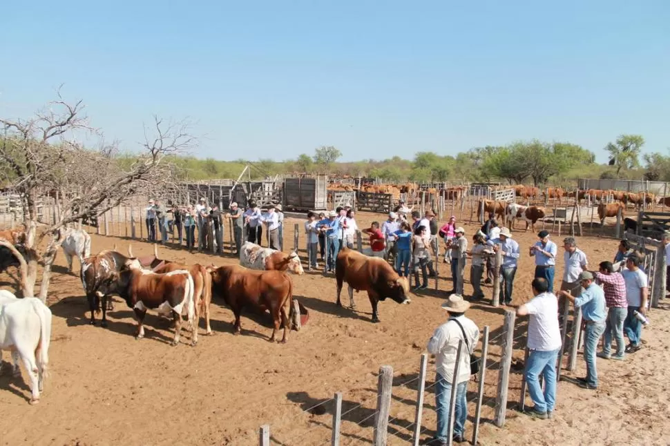 GENÉTICA. Los productores podrán ver nuevos animales en los corrales. 