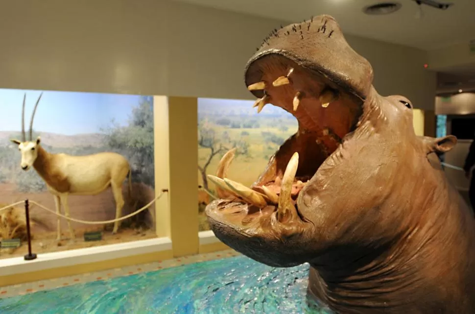  LA GACETA / FOTO DE JOSÉ NUNO