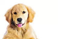 Las 17 mejores Apps para los dueños de mascotas