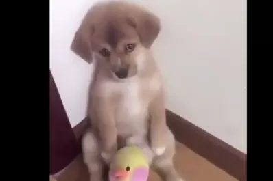 No más pollito: el castigo a un perrito se viralizó y emociona al mundo