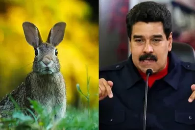 Maduro entregó conejos para paliar la crisis alimentaria, pero los venezolanos los toman como mascotas