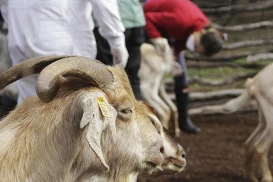 Destacan el trabajo sanitario con caprinos y ovinos en Tucumán