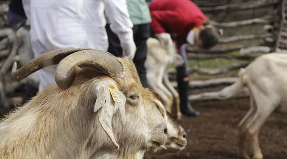 ESTRATEGIA. Los cabriteros de Taco Ralo serán uno de los beneficiarios en analizar la sanidad de sus animales. 