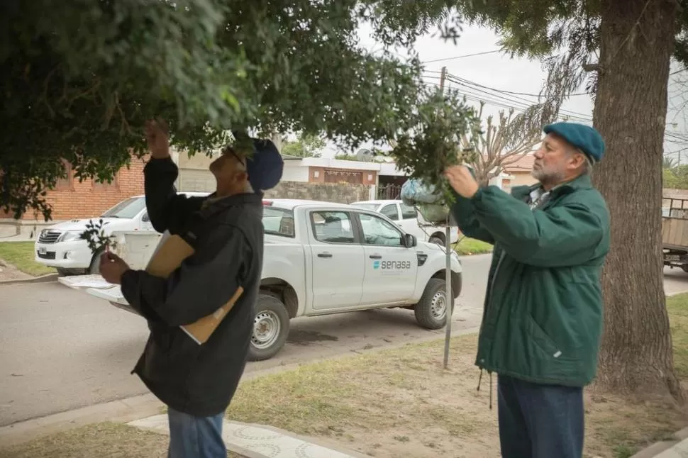 PREVENIR. Los monitoreos de plantas en las calles, casas y quintas es fundamental para saber cómo se debe proceder.  