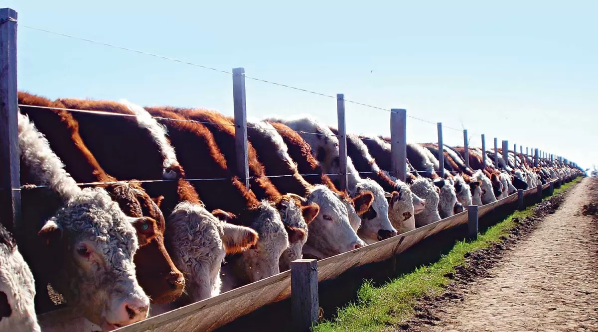 “El negocio de la carne tiene un gran futuro”