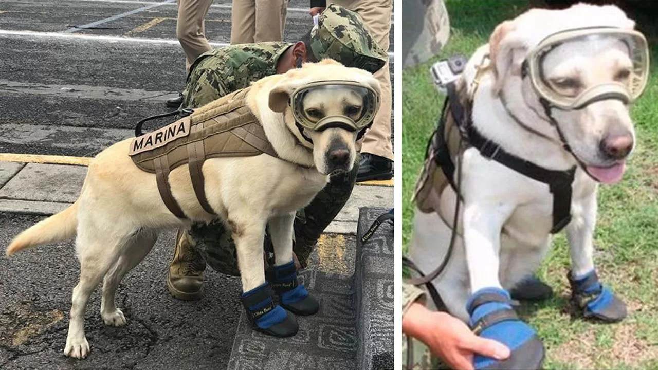 TAREA CUMPLIDA. A los siete años, la labradora está a punto de jubilarse.