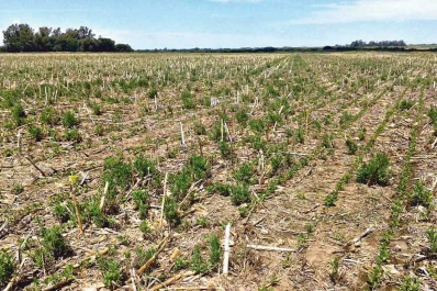 La rotación de cultivos es la primer herramienta para luchar contra las “malezas resistentes”