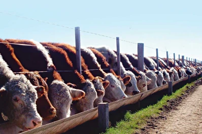“El negocio de la carne tiene un gran futuro”