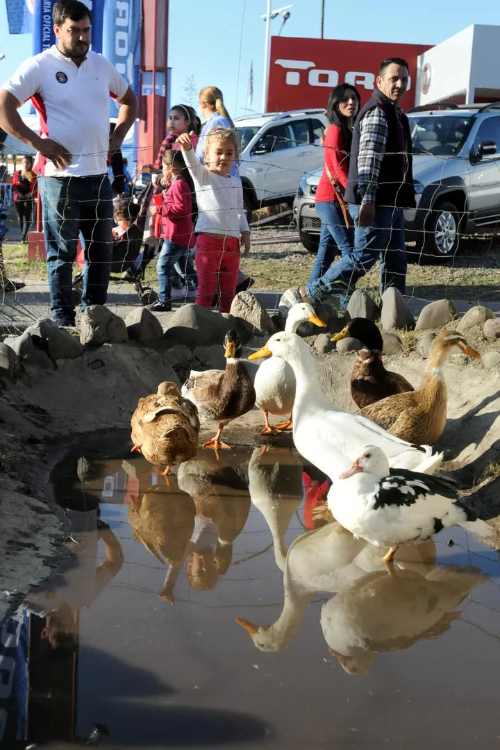 EN LA EXPO. Los animales de granja siempre atraen a chicos y grandes. LA GACETA / ANALÍA JARAMILLO


