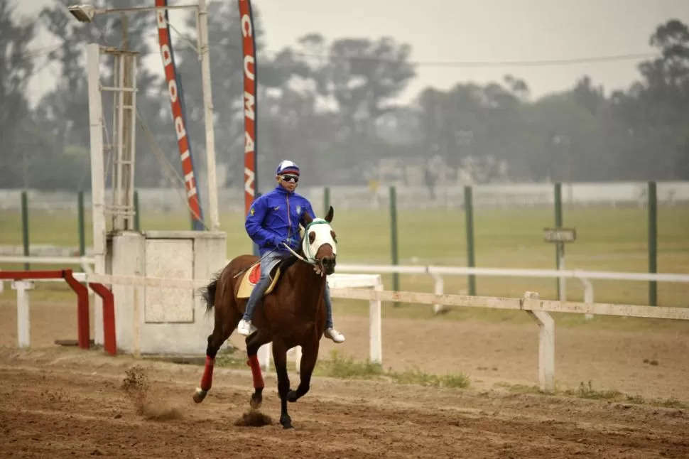 EL ZAINO QUE SIGUE DANDO “BATALLA”. Adeso, que será conducido por el jinete Roberto Pinillo, competirá por cuarta vez en el Gran Premio que ya ganó en 2015 y en el que terminó segundo en las ediciones de 2014 y de 2016. la gaceta / fotos de Inés Quinteros Orio