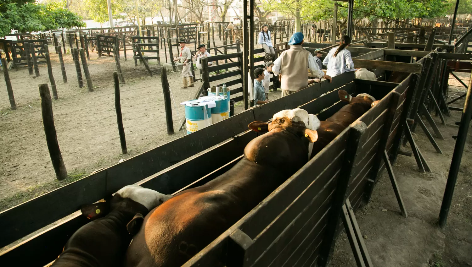 Expo 2017: la Sociedad Rural realiza su clásico remate y el show de Los Puppis seguirá hasta el martes