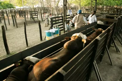 Expo 2017: la Sociedad Rural realiza su clásico remate y el show de Los Puppis seguirá hasta el martes