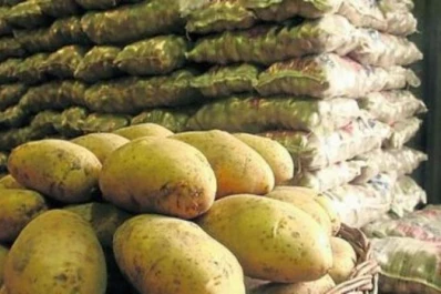 La Experimental organiza un “Día de campo en papa”