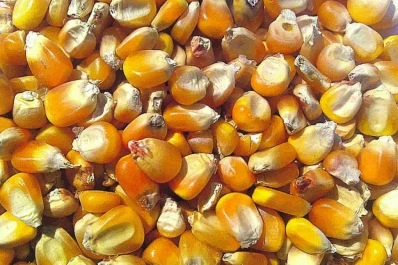 En esta campaña aumentó el uso de germoplasmas templados