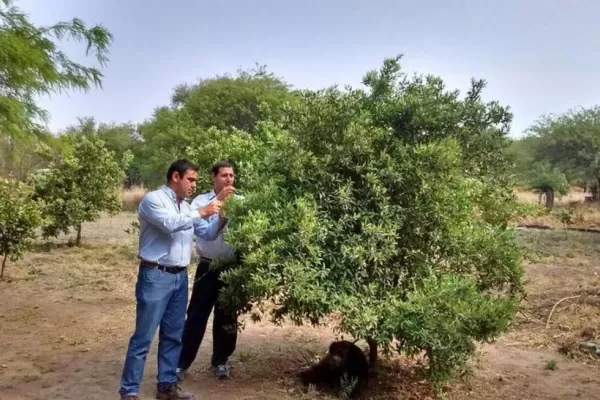 En Afinoa y Senasa preocupa la apararición de Diaphorina citri en dos localidades de Salta