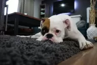 ¿Cuál es la mascota ideal para el departamento?