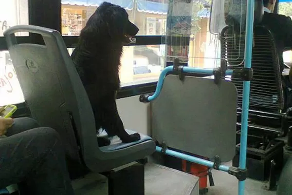 ¿A favor o en contra?: qué opinan los tucumanos sobre la posibilidad de llevar mascotas en el colectivo