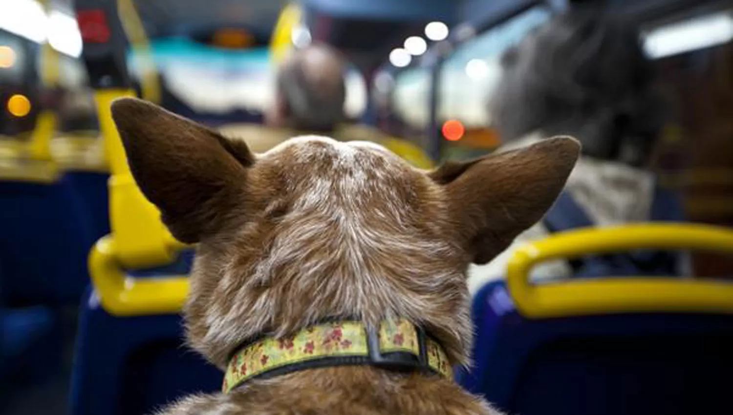 ¿PERROS EN LOS COLECTIVOS? Empresarios del transporte quieren que se modifiquen las normas que están vigentes. FOTO TOMADA DE DIARIO MOVIL SAN JUAN