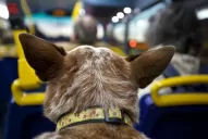 Piden que las mascotas puedan viajar en los colectivos tucumanos: la ordenanza ya quedó vieja