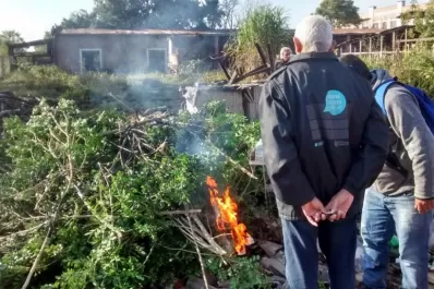 Hay que trabajar juntos contra el HLB