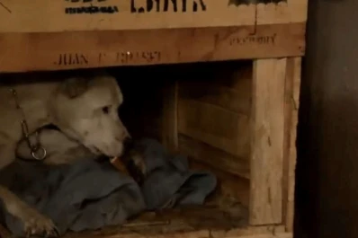 Rescataron a una perra, la llevaron a un refugio e imputaron a su dueña por maltrato animal