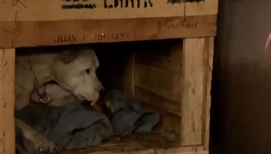 LA PERRA MALTRATADA. El animal se encontraba en muy malas condiciones de higiene y salud. FOTO TOMADA DE LA VOZ