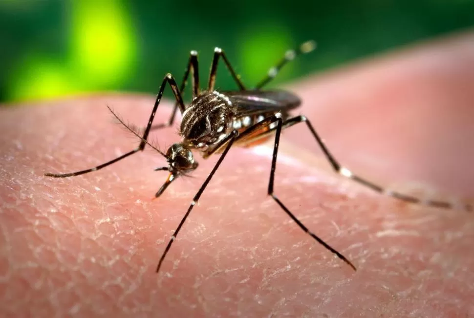 EL VECTOR. El Aedes aegypti transmite dengue, zika y chikungunya. foto de archivo