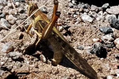 “Sin recursos es muy complicado combatir esta plaga”