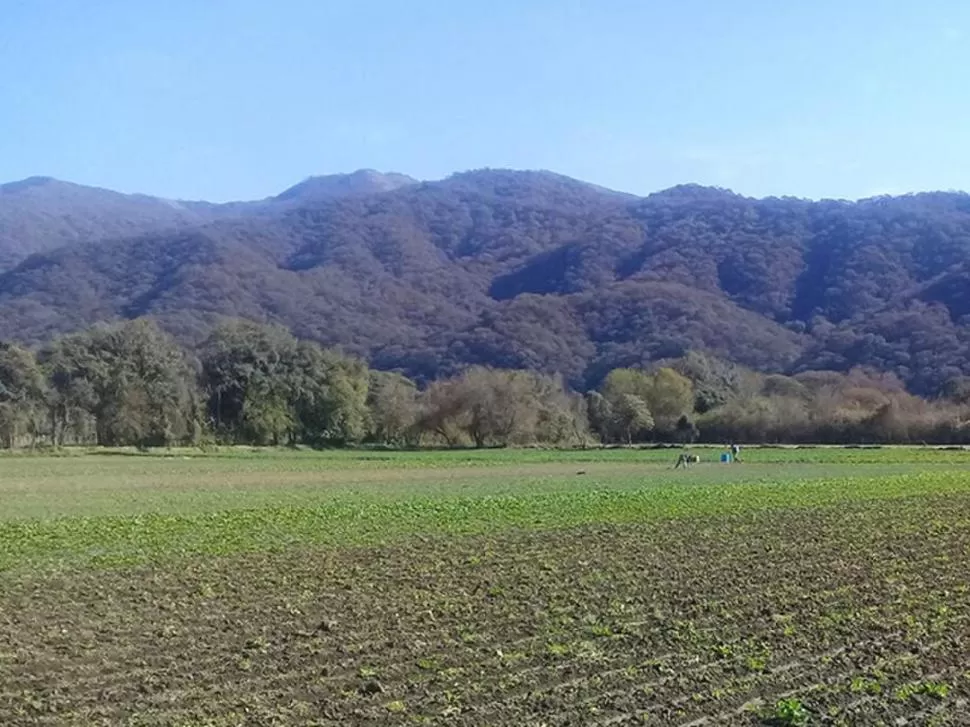 AVANCE. La horticultura en pequeña escala crece en la localidad tranqueña. 