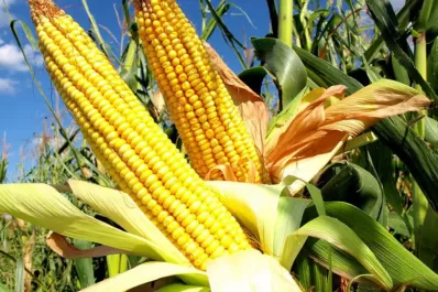 Dictarán un taller sobre híbridos en maíz en la Estación Experimental